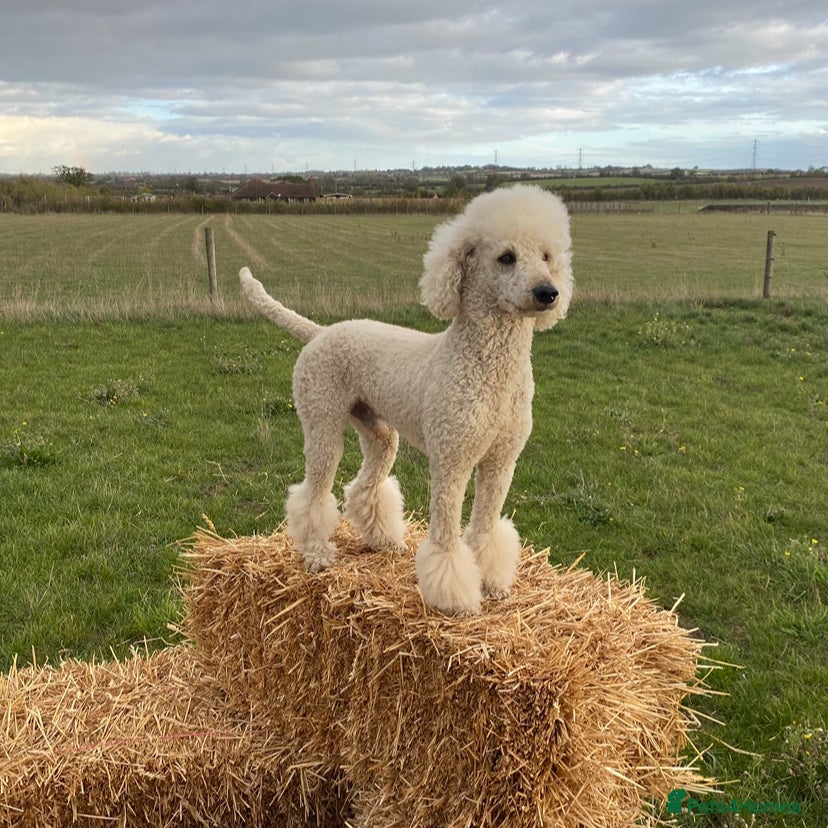 Standard Poodle dogs Apricot Standard Poodle Stud Dog  - Advert 1