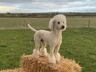 Standard Poodle dogs Apricot Standard Poodle Stud Dog - Advert 5