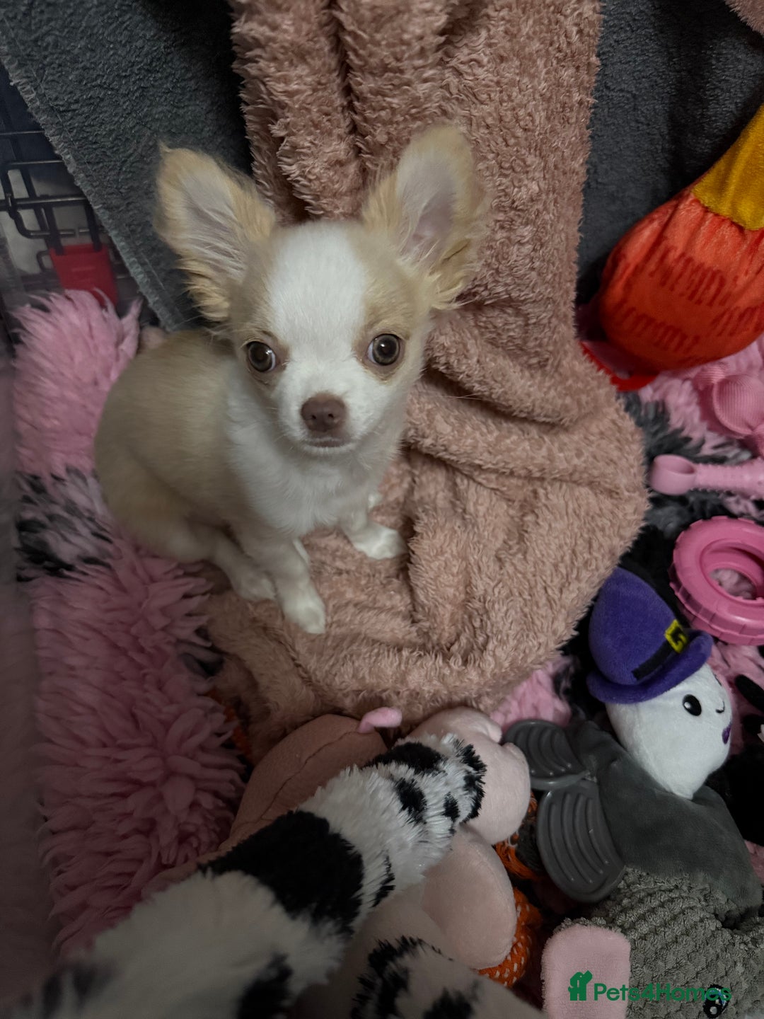 Chihuahua dogs for sale: Exquisite KC Apple Chihuahua Pup  - Image 2