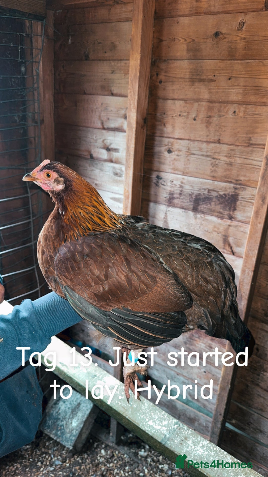 Chickens poultry for sale: Hybrid/ cross breed hens for sale - Image 14