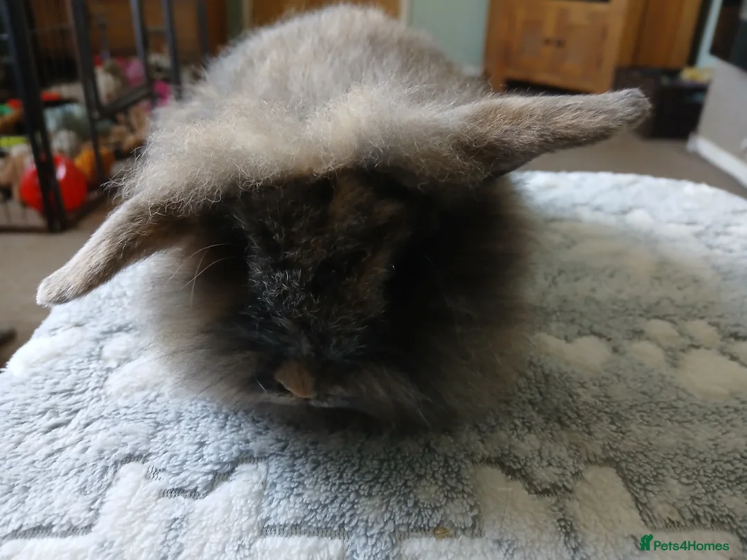 Mini Lion Lop rabbits for sale: Stunning DM Lion lop baby rabbits  - Advert 2