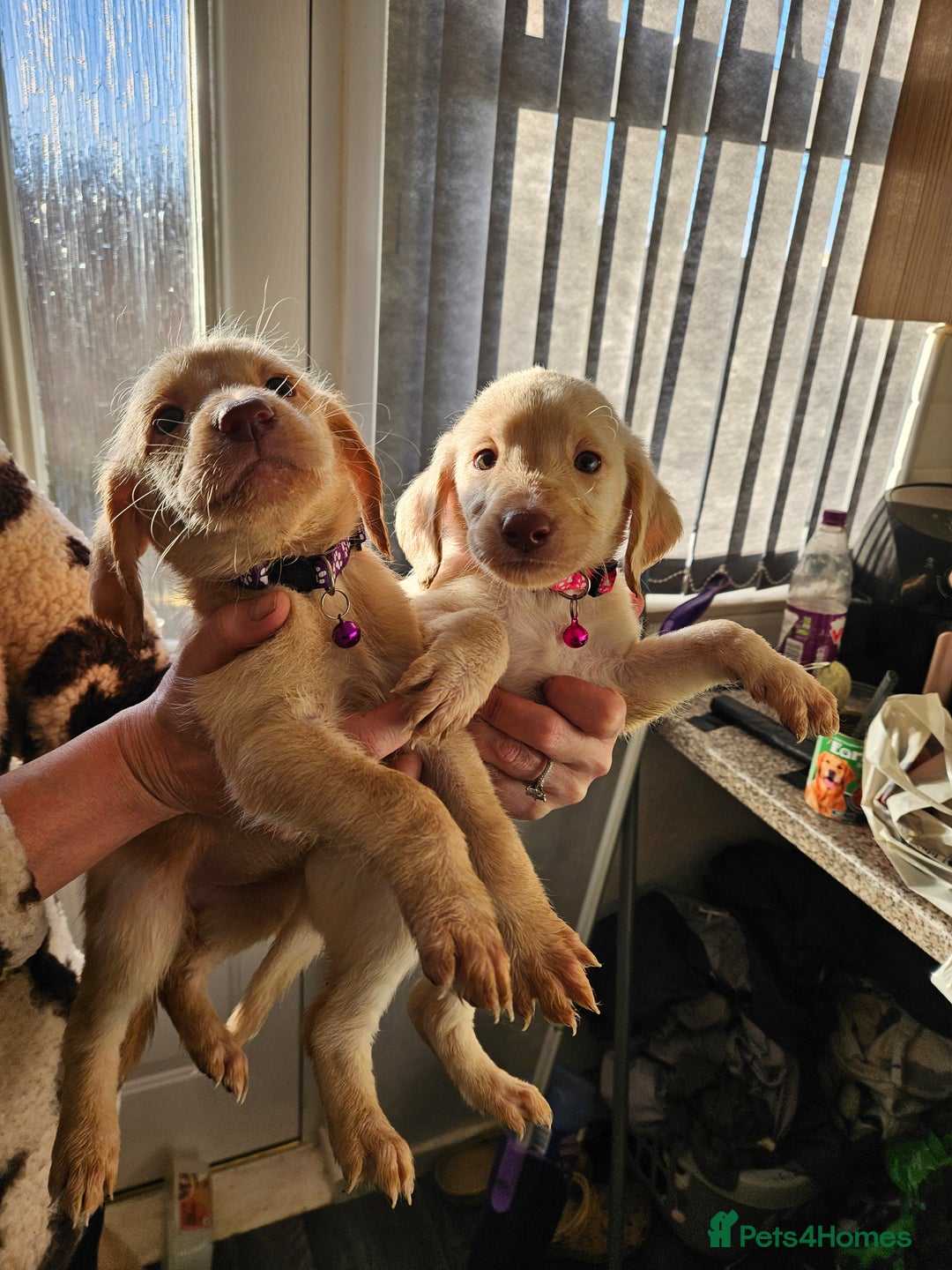 Labradoodle dogs for sale: 9 gorgeous labradoodles, red fox and cream - Advert 20