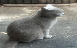 Mixed Breed cats for sale: 3 female kittens ready to go  - Image 8