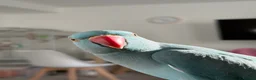 Ringnecks birds for sale: Indian ring neck  in Bath - Advert 6