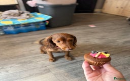 Cockapoo dogs for sale: Cockapoo for sale  - Image 2