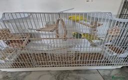 Budgerigars birds for sale: Budgies  - Image 3