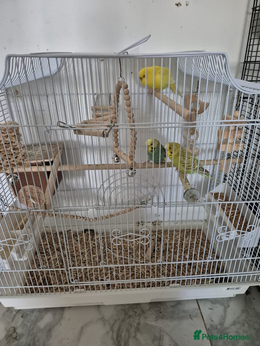 Budgerigars birds for sale: Budgies  - Image 3