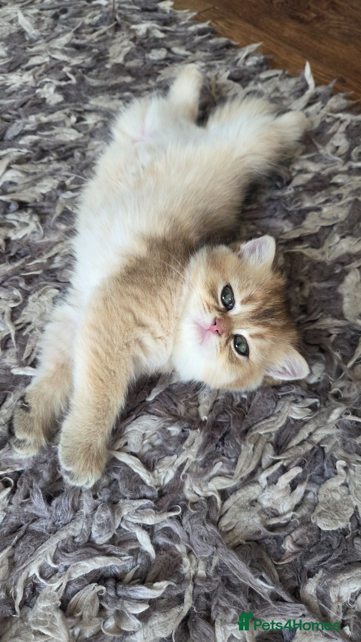 Scottish Fold cats Ready to leave Scottish Fold/Straight kittens ❤️  - Advert 1