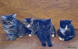 Domestic Shorthair cats for sale: Adorable Kittens Ready for Their Forever Homes - Advert 5