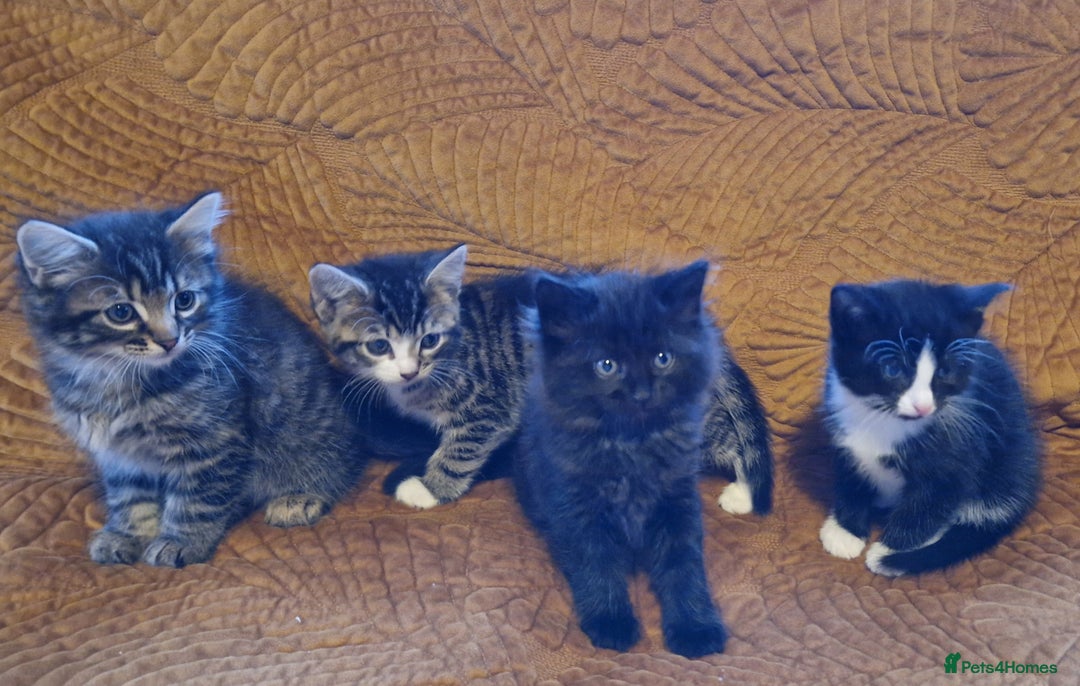Domestic Shorthair cats for sale: Adorable Kittens Ready for Their Forever Homes - Advert 5