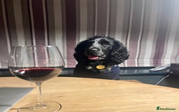 Cocker Spaniel dogs for sale: Loving Cocker Spaniel looking for adult only home  - Image 7