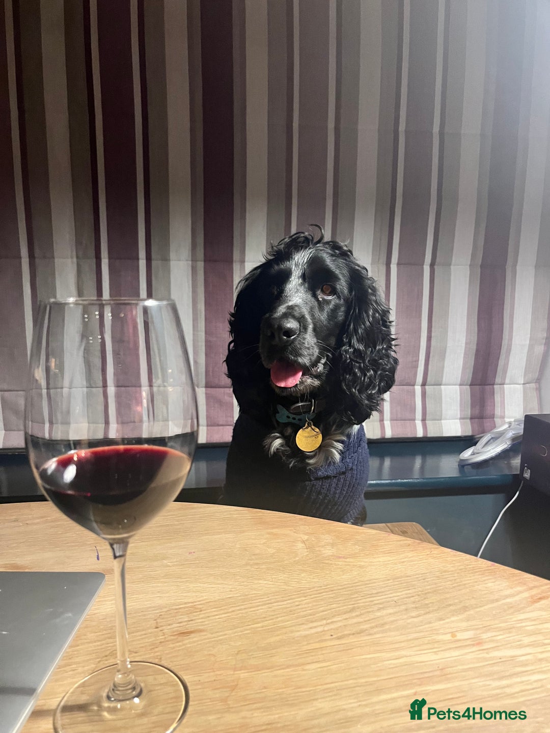 Cocker Spaniel dogs for sale: Loving Cocker Spaniel looking for adult only home  - Image 7