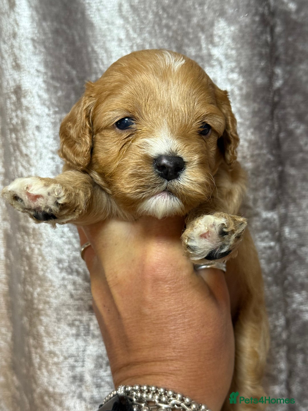 Cavapoo dogs for sale: Beautifully marked F1 Cavapoo’s  - Image 5