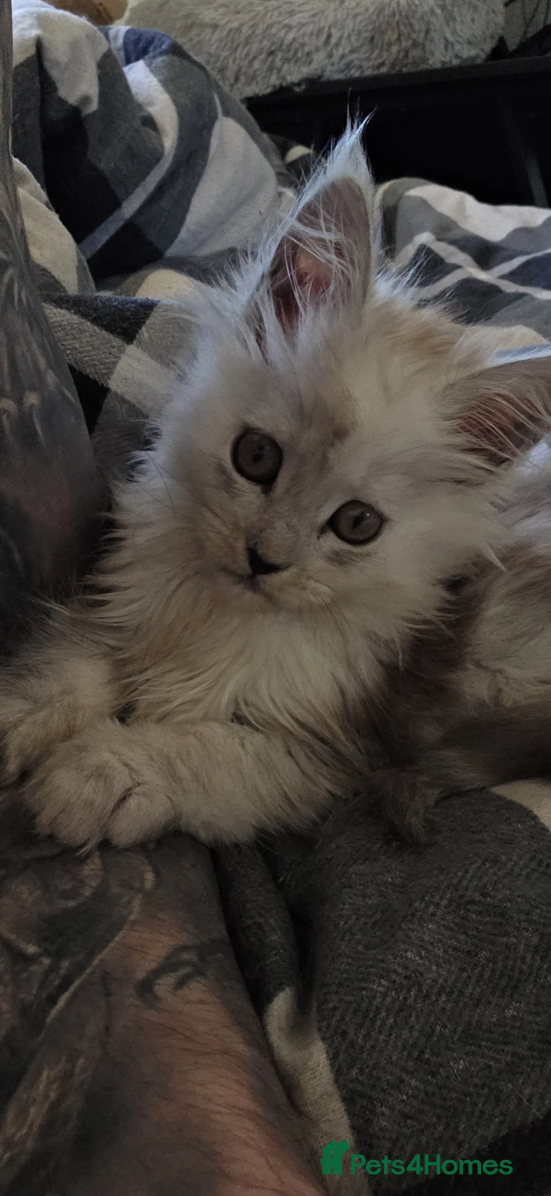 Maine Coon cats for sale: Pure Breed Maine coon kitten - Advert 2