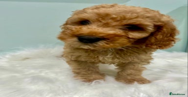 Cockapoo dogs - Advert 8