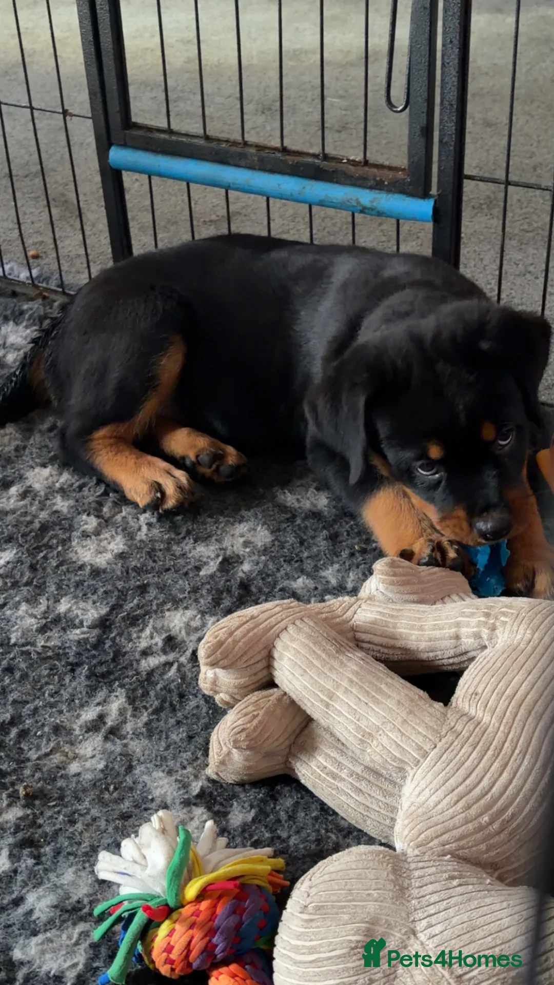 Rottweiler dogs for sale: Two females available  - Advert 2