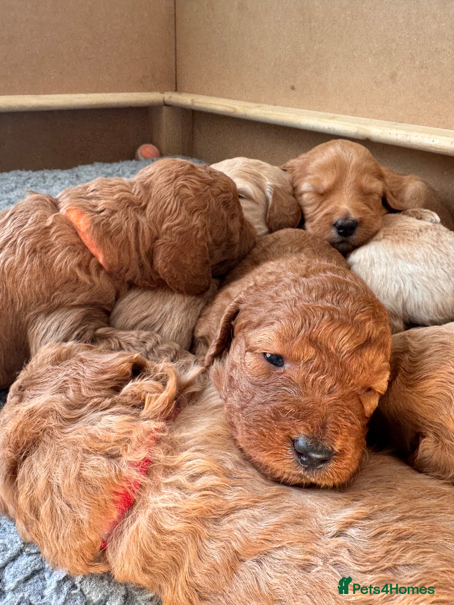 Mixed Breed dogs Australian Labradoodle puppies born 27th March  - Advert 16