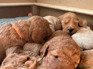 Mixed Breed dogs Australian Labradoodle puppies born 27th March - Advert 7