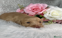 Miniature Dachshund dogs for sale: Cream Miniature Long-Haired Dachshund Puppies - Image 3