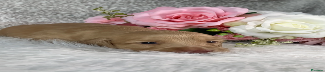 Miniature Dachshund Puppy 1