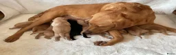 Labrador Retriever dogs for sale: DNA tested KC reg Labrador puppies - Advert 1