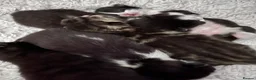 Mixed Breed cats for sale: Beautiful kittens  - Advert 16