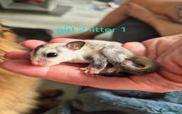 Sugar Glider rodents for sale: 4 baby sugar gliders ready 13th sept price each  - Image 34