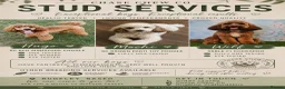 Cockapoo dogs for stud: Stunning Sable F1 Cockapoo DNA health tested clear - Advert 2