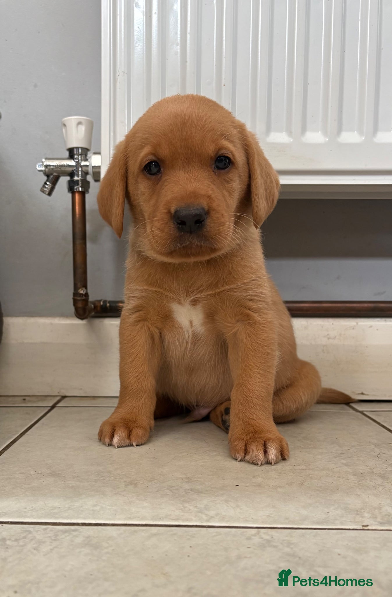 Labrador Retriever dogs Last Chunky Labrador Puppy Available  - Advert 1
