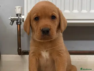 Labrador Retriever dogs for sale: Last Chunky Labrador Puppy Available - Advert 2