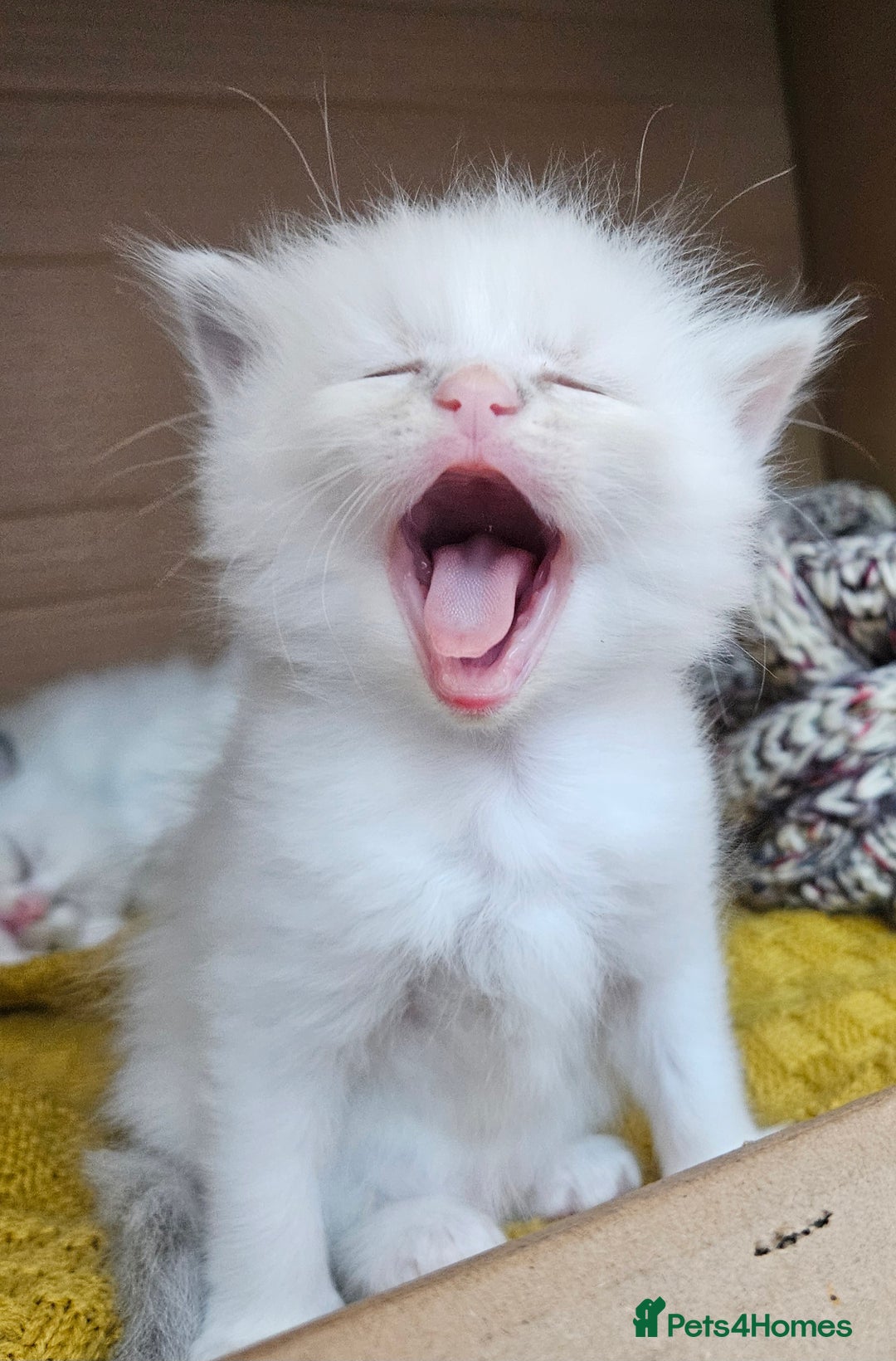 Ragdoll cats for sale: Stunning pure ragdoll kittens - Advert 4