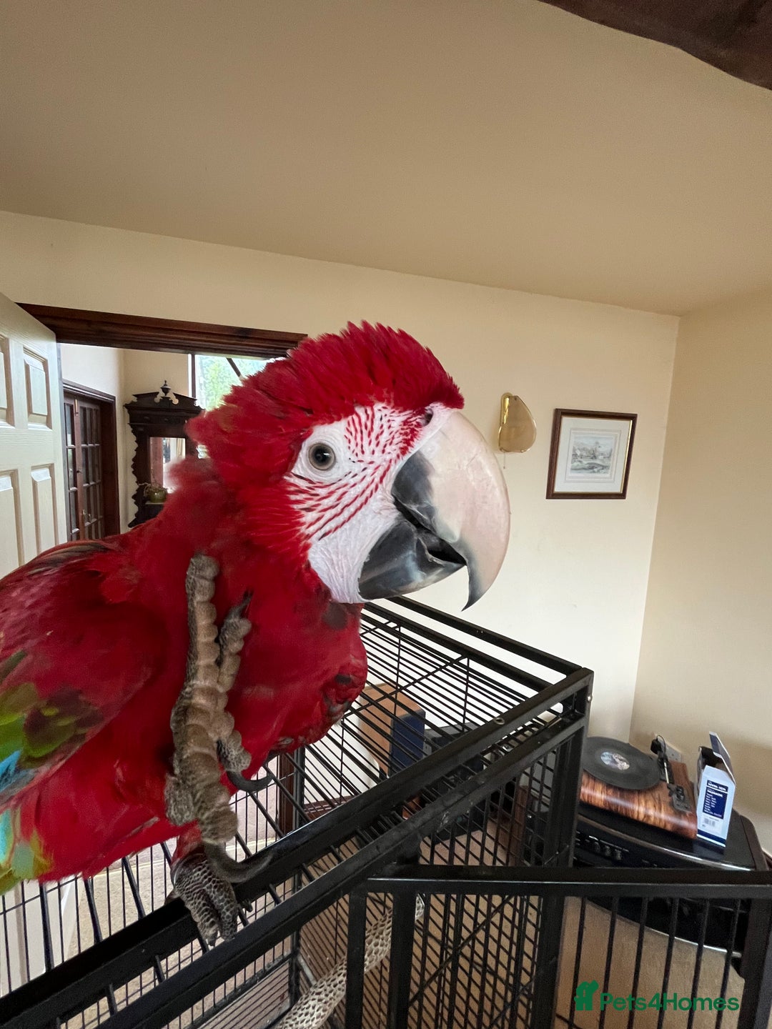 Macaws birds for sale: Young Female Greenwing Macaw for sale - Image 2