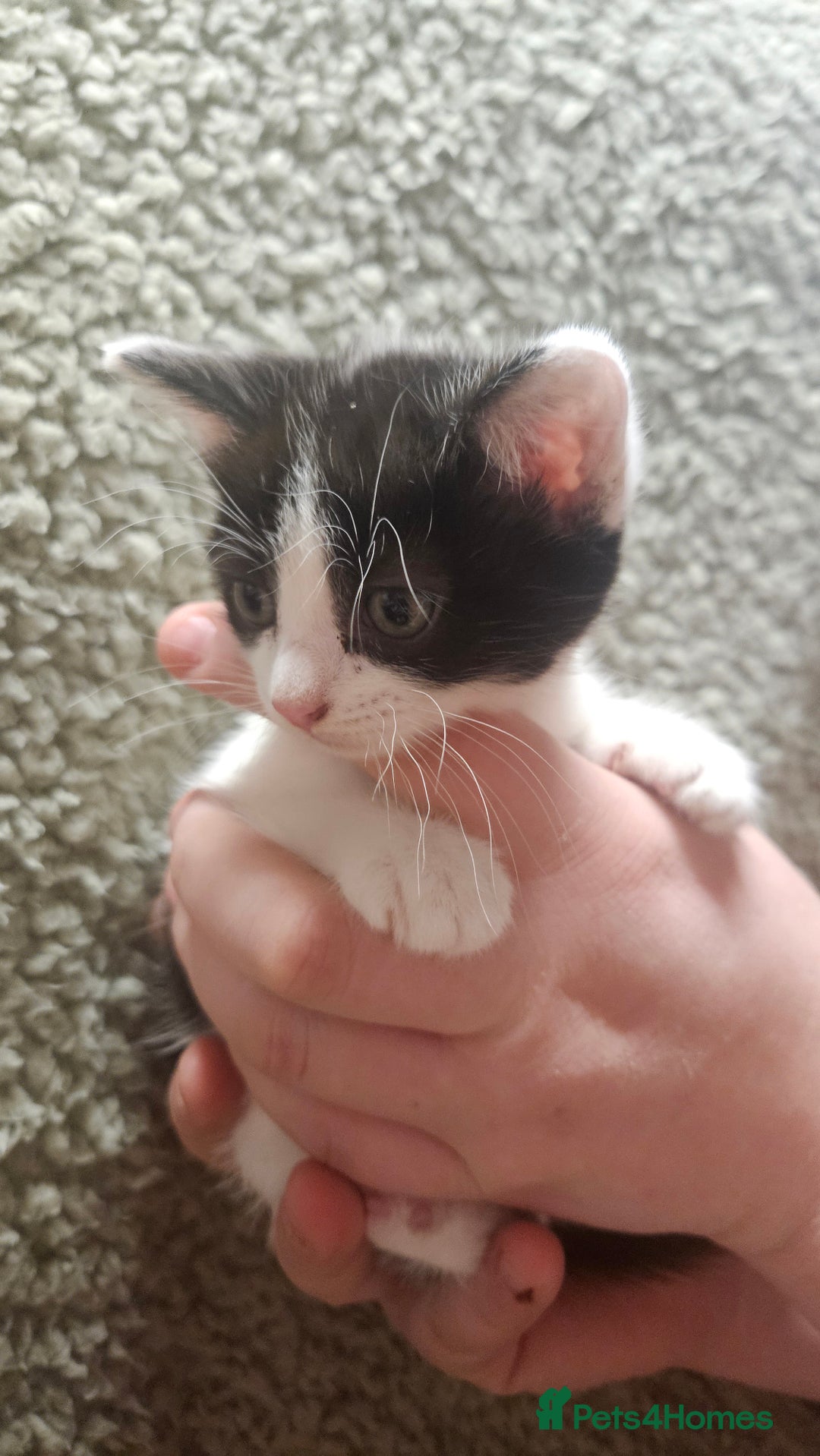 Mixed Breed cats for sale: Kittens  - Advert 10
