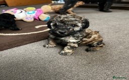 Toy Poodle dogs for sale: Beautiful Toy Poodle Puppies - Image 7