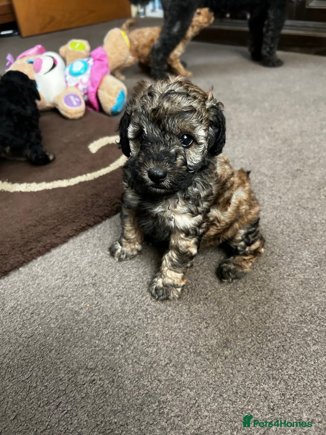 Toy Poodle dogs for sale: Beautiful Toy Poodle Puppies - Image 7