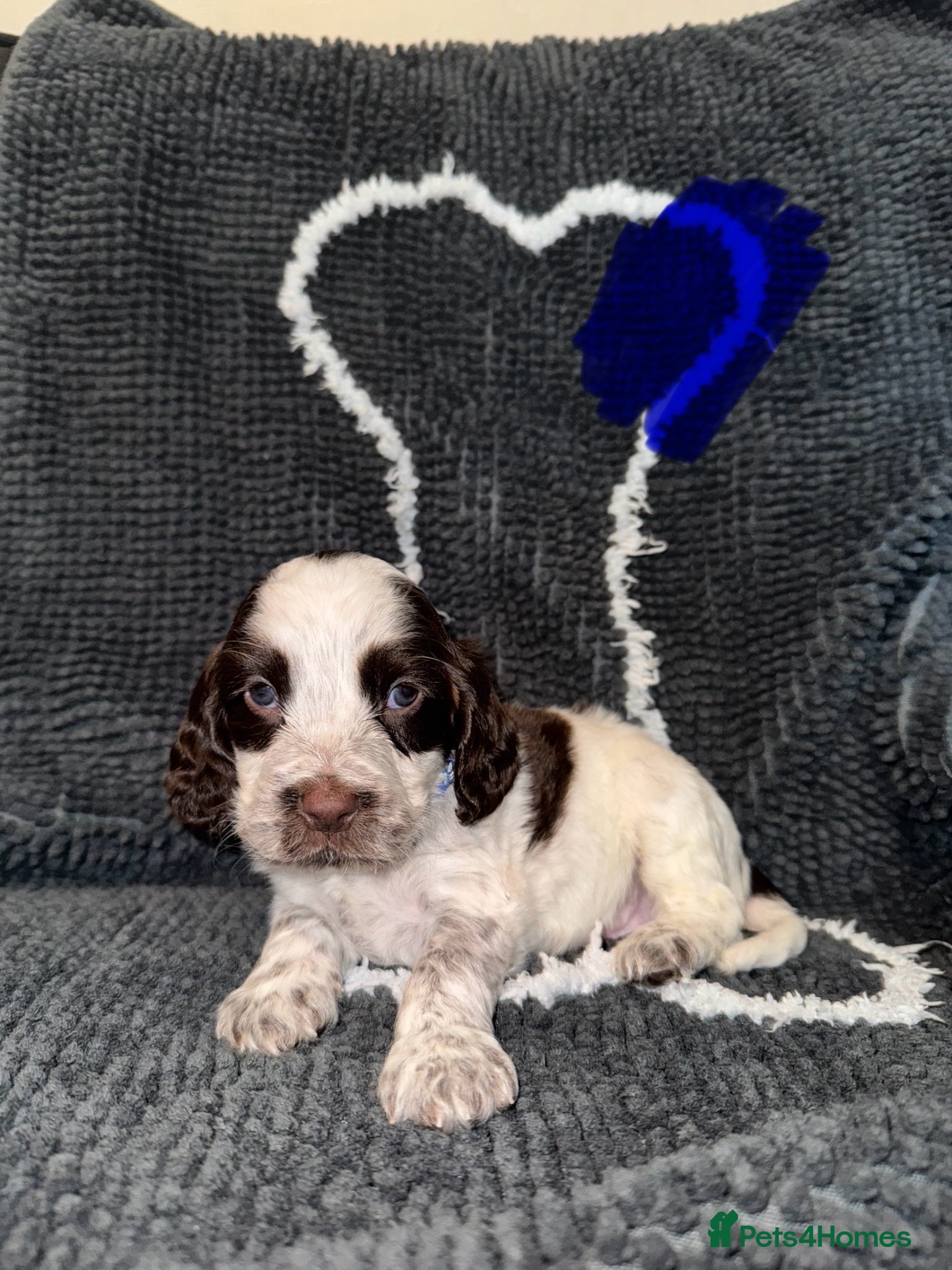 Cocker Spaniel dogs Cocker spaniel puppies  - Advert 18