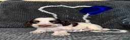 Cocker Spaniel dogs for sale: Cocker spaniel puppies  - Advert 6