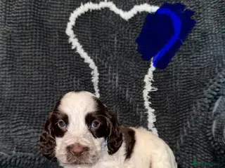Cocker Spaniel dogs Cocker spaniel puppies - Advert 2