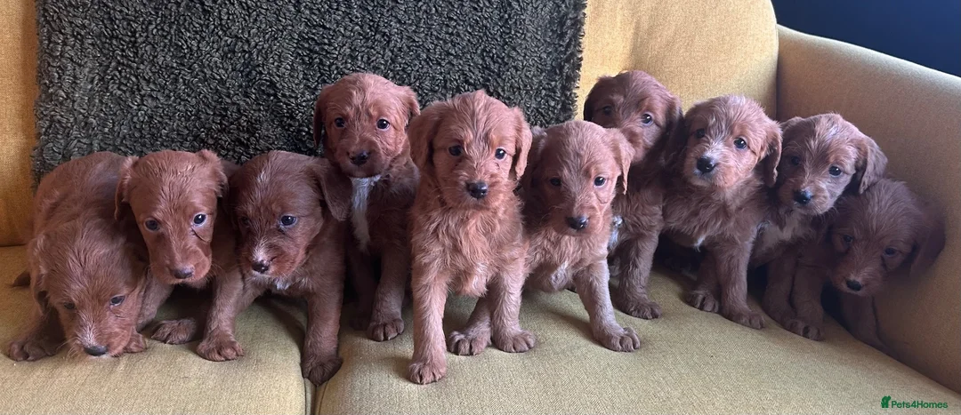 Labradoodle dogs for sale: Health tested F1 Labradoodle Puppies in Harrogate - Advert 2