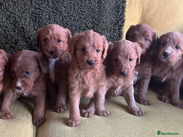 Labradoodle dogs for sale: Health tested F1 Labradoodle Puppies - Advert 2