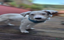 Mixed Breed dogs for adoption: Kira for adoption - Image 4