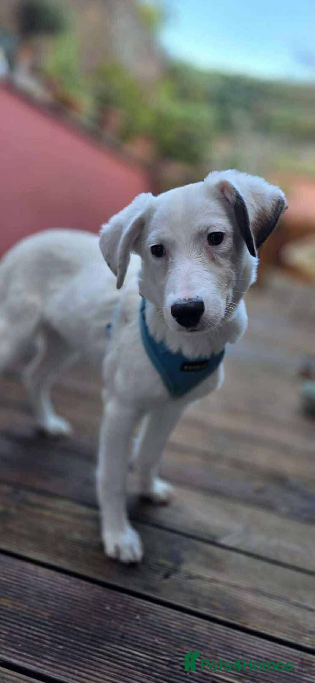 Mixed Breed dogs for adoption: Kira for adoption - Image 4