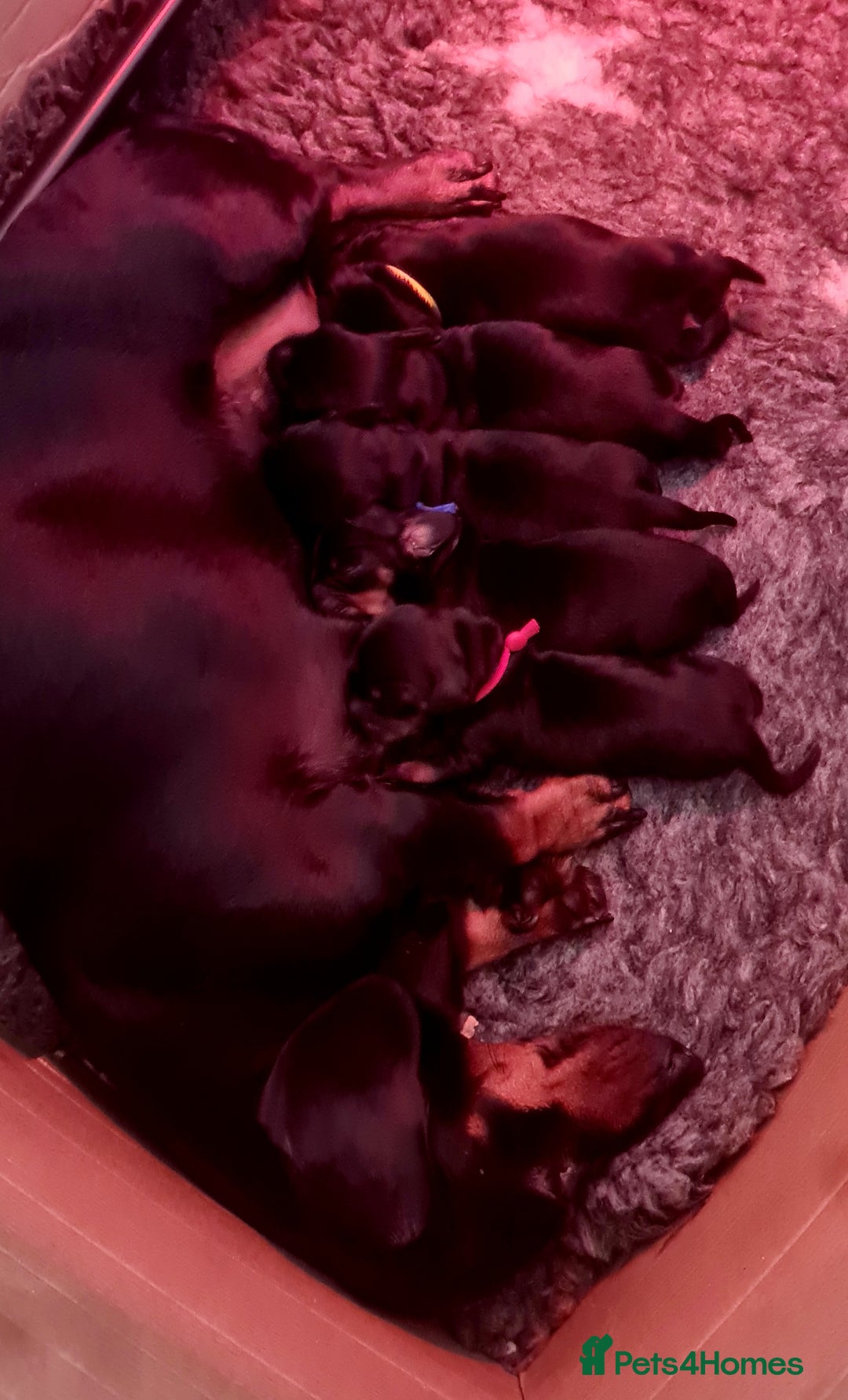 Miniature Dachshund dogs for sale: Beautiful Miniature Smooth Dachshund Puppies - Image 4