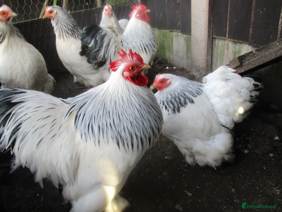 Chickens poultry for sale:  Colombian, silver/black Pekin Bantam pullets Aug/ - Advert 8