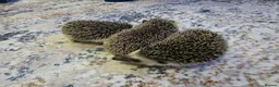 Pygmy Hedgehog rodents for sale: Females African pigmy hedgehogs  - Advert 3