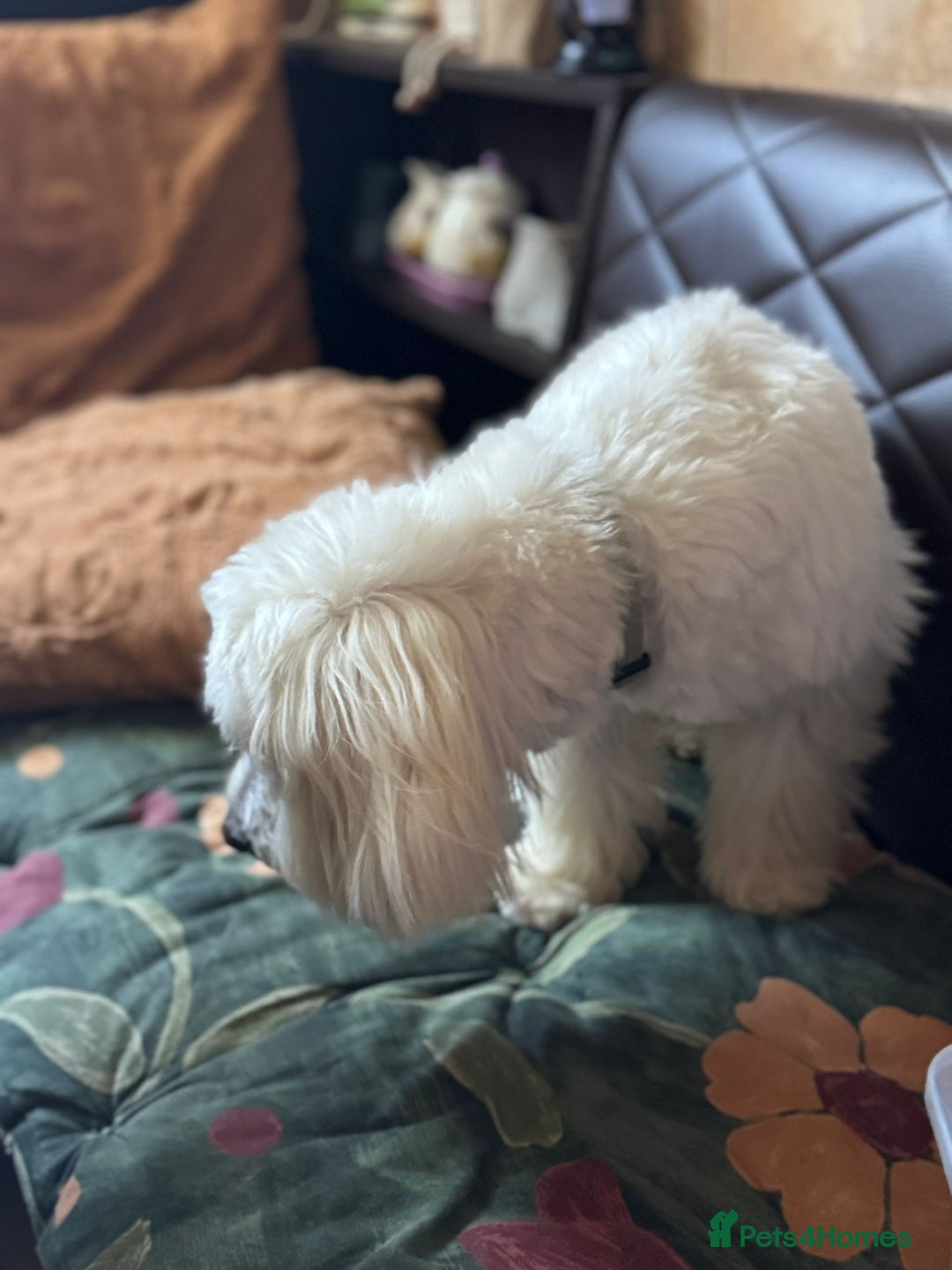Bichon Frise dogs for adoption: Meet PACO - a Lovely little boy, for a Loving Home - Advert 24