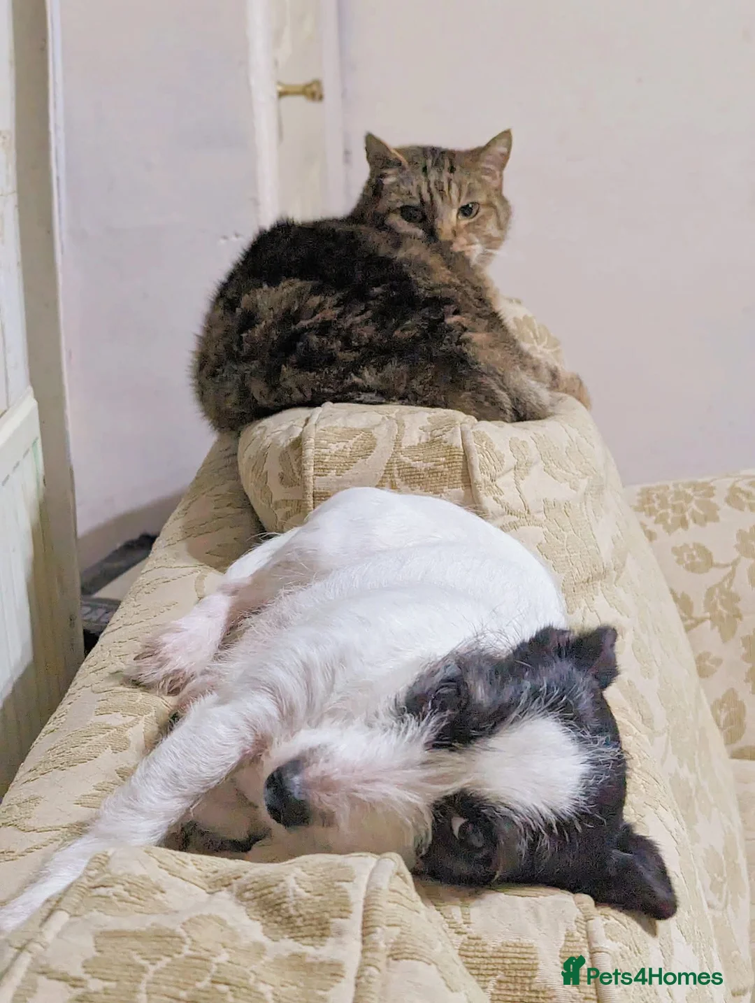 Jack Russell dogs for sale: Bella - Advert 8