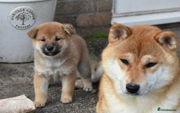 Japanese Shiba Inu dogs for sale: Health tested Japanese Shiba Inu Puppies - Image 15