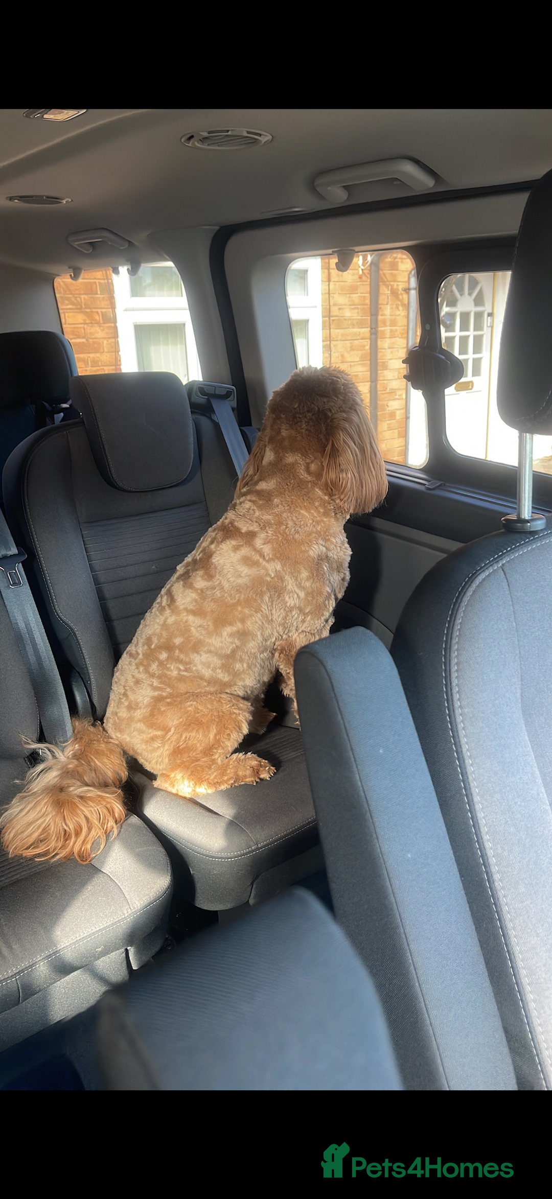 Cockapoo dogs for sale: Cockapoo - Image 8