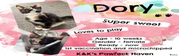 Domestic Shorthair cats for sale: Kittens & cats for adoption  - Advert 1